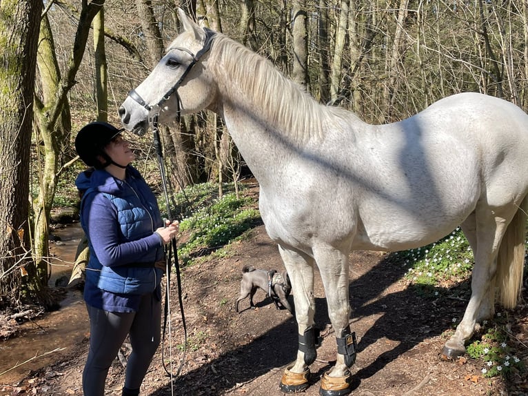 Trakehner Wallach 24 Jahre 173 cm Fliegenschimmel in MörlenbachMörlenbach