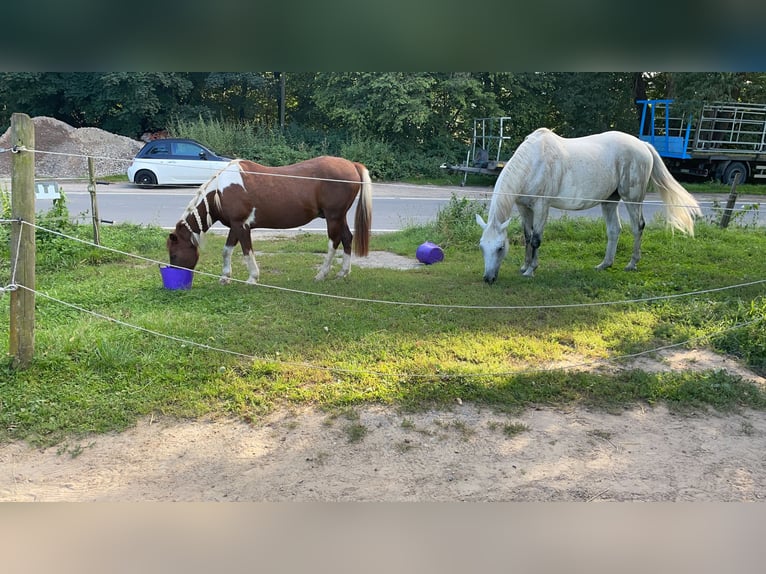 Trakehner Wallach 24 Jahre 173 cm Fliegenschimmel in MörlenbachMörlenbach