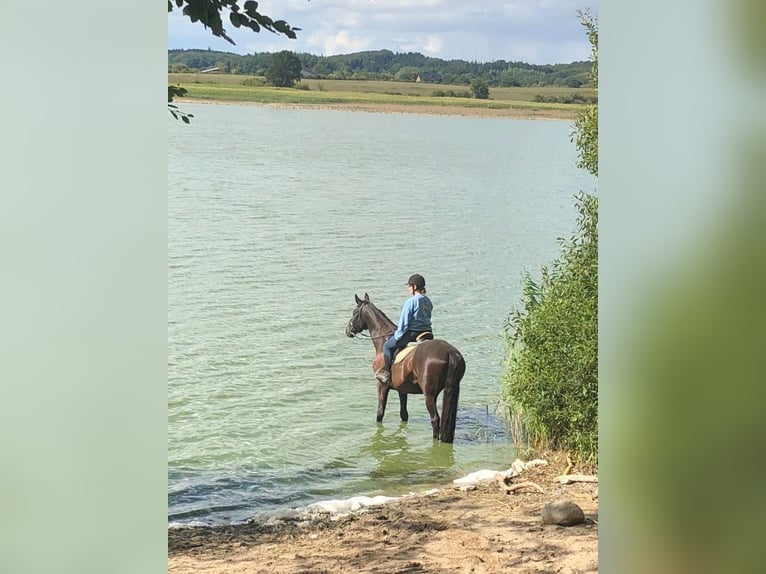 Trakehner Wallach 25 Jahre 170 cm Rappe in Kiel