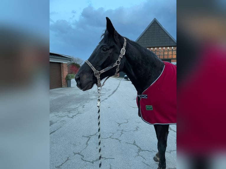 Trakehner Wallach 25 Jahre 170 cm Rappe in Kiel