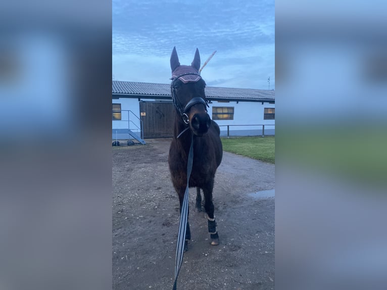 Trakehner Wallach 26 Jahre 163 cm Dunkelbrauner in Erftstadt