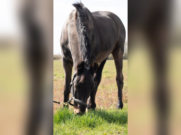 Trakehner Wallach 26 Jahre 163 cm Dunkelbrauner in Erftstadt