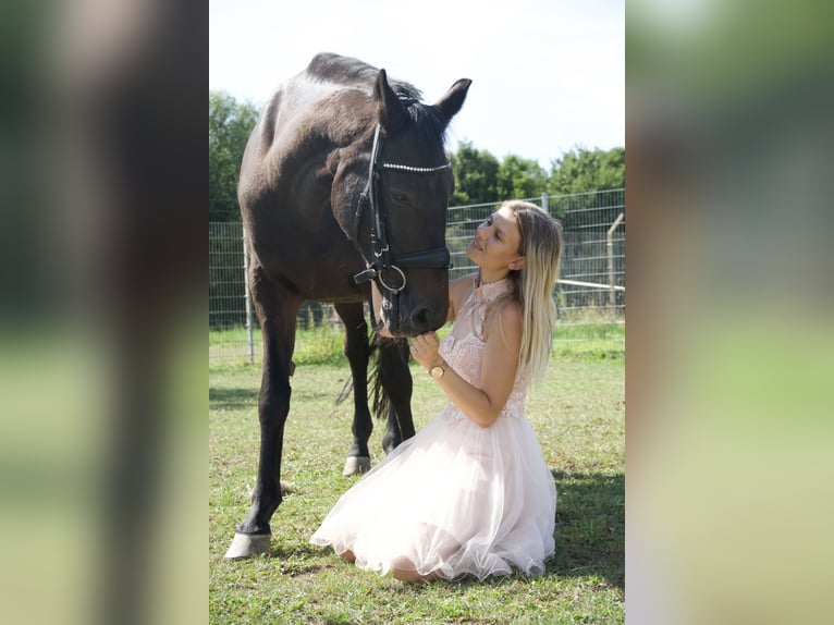 Trakehner Wallach 26 Jahre 163 cm Dunkelbrauner in Erftstadt