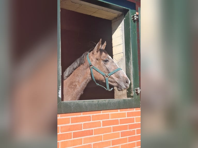 Trakehner Wallach 2 Jahre 158 cm Kann Schimmel werden in Damme