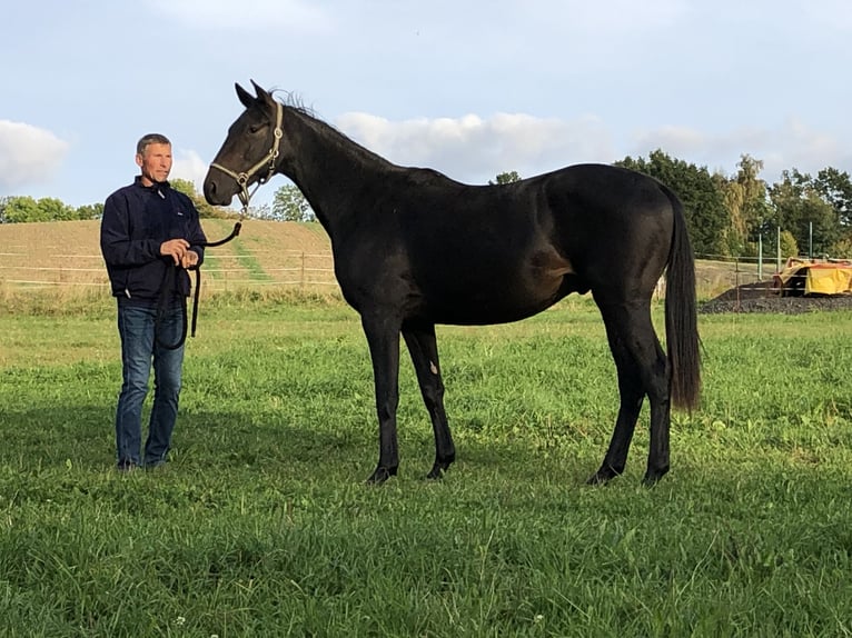 Trakehner Wallach 2 Jahre 160 cm Schwarzbrauner in Oederan