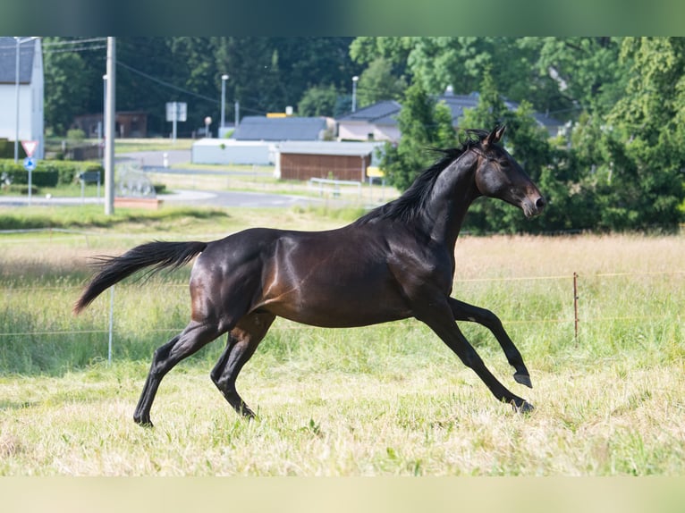 Trakehner Wallach 2 Jahre 160 cm Schwarzbrauner in Oederan