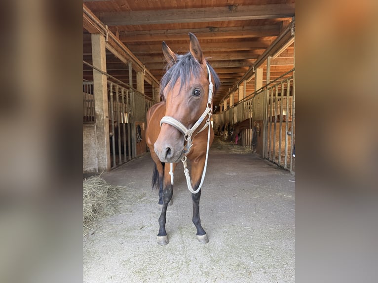 Trakehner Wallach 2 Jahre 162 cm Brauner in Wasserburg am Inn