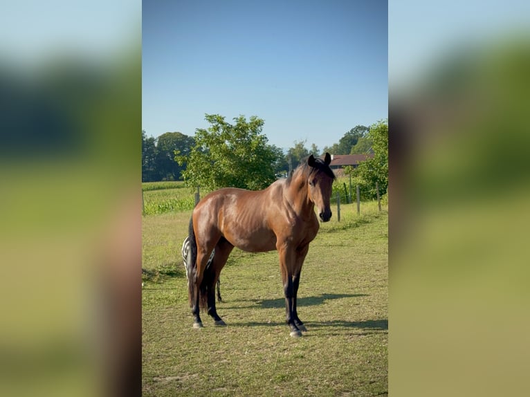 Trakehner Wallach 2 Jahre 162 cm Brauner in Wasserburg am Inn