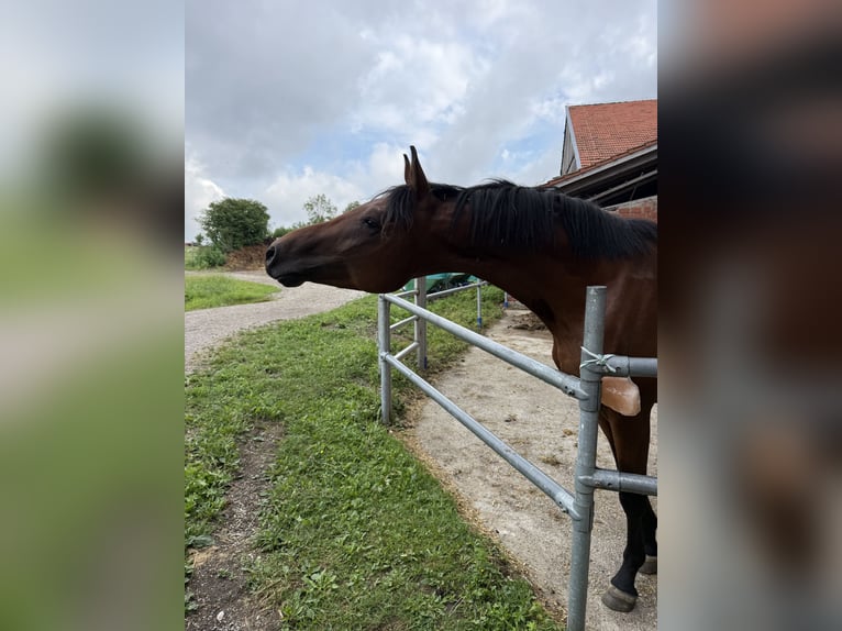 Trakehner Wallach 2 Jahre 162 cm Brauner in Wasserburg am Inn