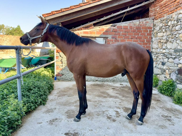 Trakehner Wallach 2 Jahre 162 cm Brauner in Wasserburg am Inn