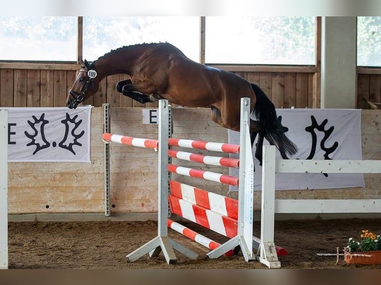 Trakehner Wallach 2 Jahre 165 cm Brauner in Rollwitz