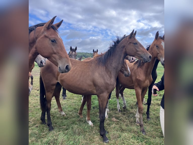 Trakehner Wallach 2 Jahre 165 cm Brauner in Rollwitz