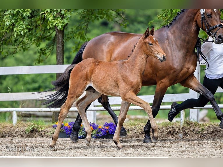 Trakehner Wallach 2 Jahre 165 cm Brauner in Rollwitz