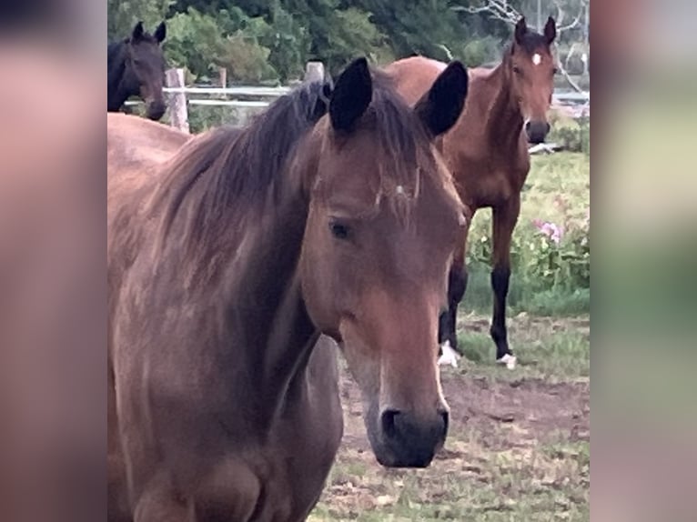 Trakehner Wallach 2 Jahre 165 cm Brauner in Rollwitz