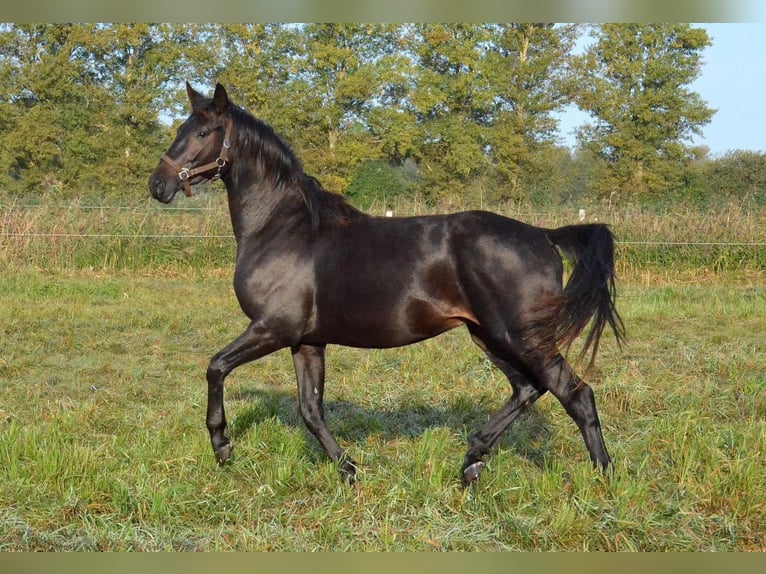 Trakehner Wallach 2 Jahre 165 cm Dunkelbrauner in Bismark (Altmark)