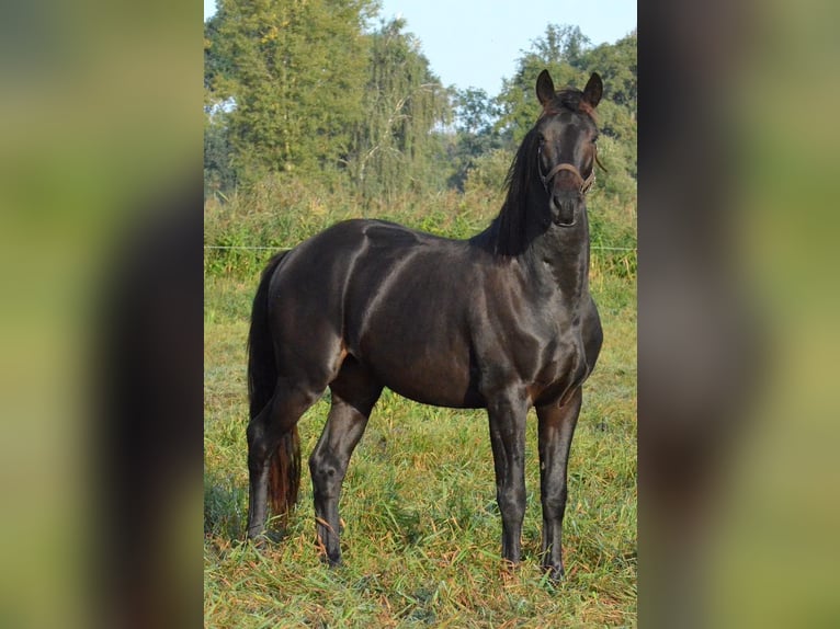 Trakehner Wallach 2 Jahre 165 cm Dunkelbrauner in Elzach