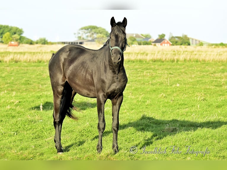Trakehner Wallach 2 Jahre 165 cm Rappe in Alkersum