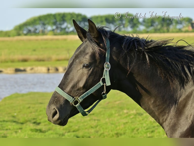 Trakehner Wallach 2 Jahre 165 cm Rappe in Alkersum