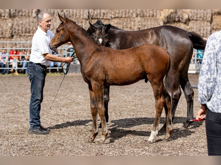 Trakehner Wallach 2 Jahre 168 cm Brauner in G&#xFC;nzburg