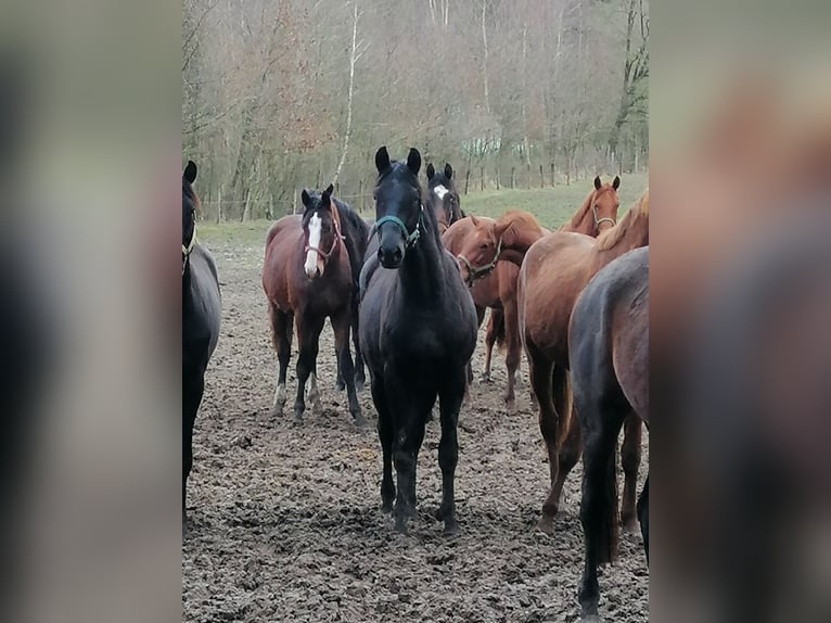 Trakehner Wallach 2 Jahre 168 cm Rappe in Walsrode