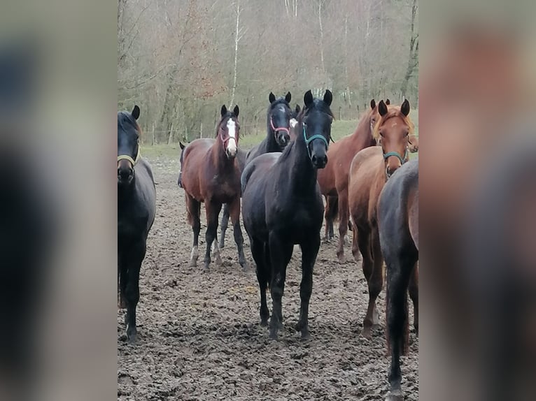 Trakehner Wallach 2 Jahre 168 cm Rappe in Walsrode