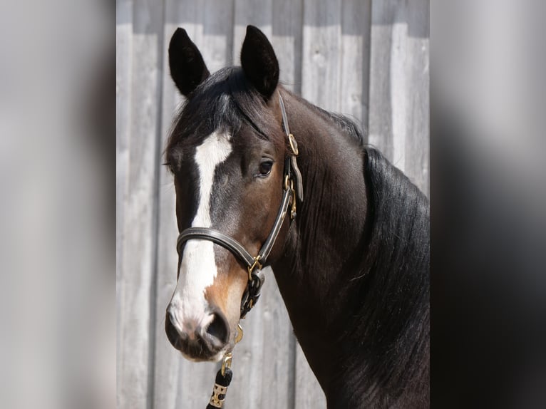 Trakehner Wallach 2 Jahre 168 cm Schwarzbrauner in Günzburg