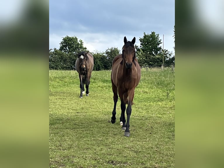 Trakehner Wallach 2 Jahre 170 cm Brauner in Schwerte