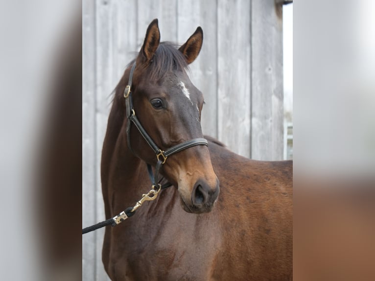 Trakehner Wallach 2 Jahre 170 cm  in Günzburg
