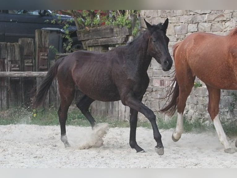 Trakehner Wallach 2 Jahre 170 cm Schwarzbrauner in Neunkirchen Seelscheid