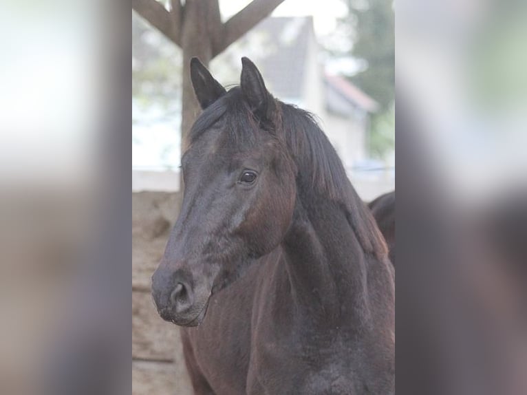 Trakehner Wallach 2 Jahre 170 cm Schwarzbrauner in Neunkirchen Seelscheid