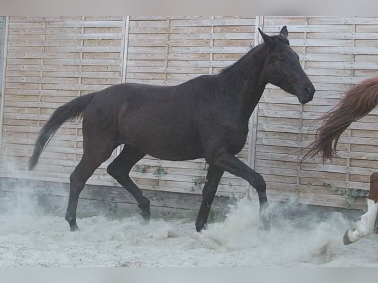 Trakehner Wallach 2 Jahre 170 cm Schwarzbrauner in Neunkirchen Seelscheid