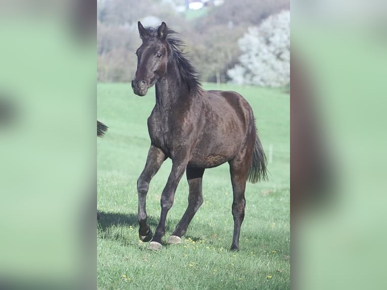 Trakehner Wallach 2 Jahre 170 cm Schwarzbrauner in Neunkirchen Seelscheid
