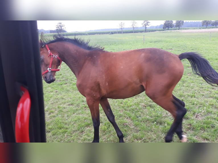 Trakehner Wallach 2 Jahre 172 cm Dunkelbrauner in Neu Krenzlin