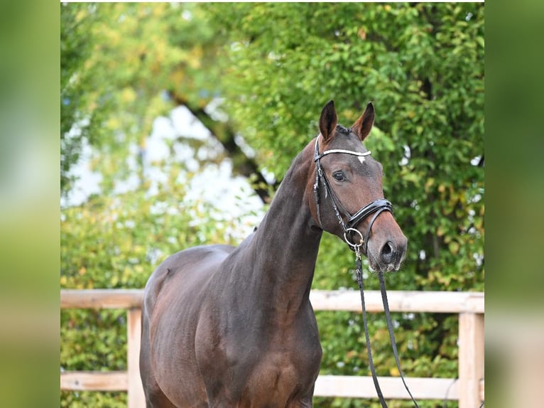 Trakehner Wallach 2 Jahre 173 cm Brauner in Gro&#xDF;enkneten