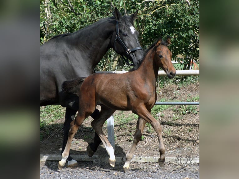 Trakehner Wallach 2 Jahre Dunkelbrauner in Crivitz