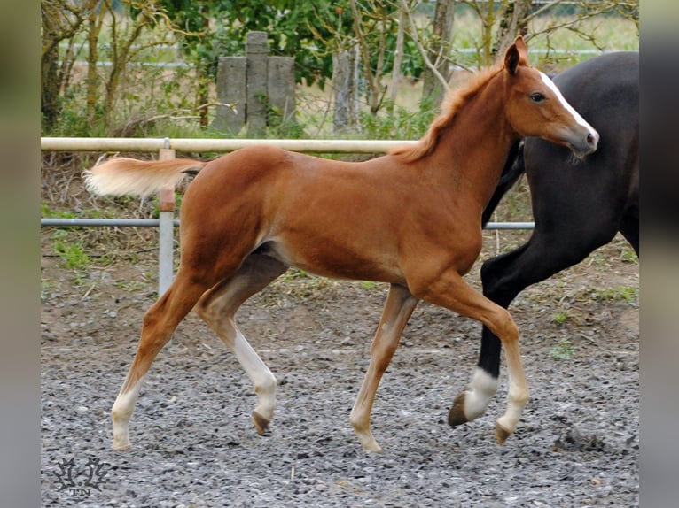 Trakehner Wallach 2 Jahre Fuchs in Crivitz