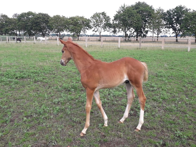 Trakehner Wallach 2 Jahre Fuchs in Crivitz