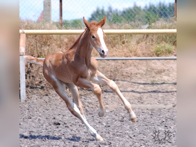 Trakehner Wallach 2 Jahre Fuchs in Crivitz
