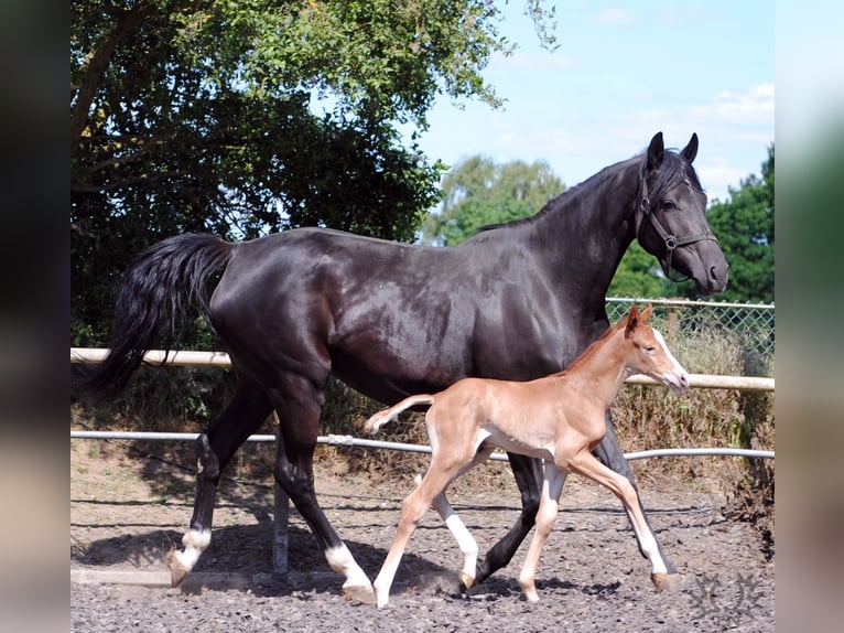 Trakehner Wallach 2 Jahre Fuchs in Crivitz