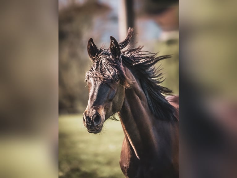 Trakehner Wallach 2 Jahre Schwarzbrauner in Schotten