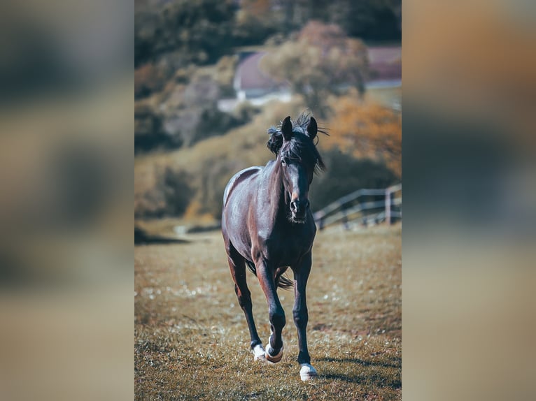 Trakehner Wallach 2 Jahre Schwarzbrauner in Schotten