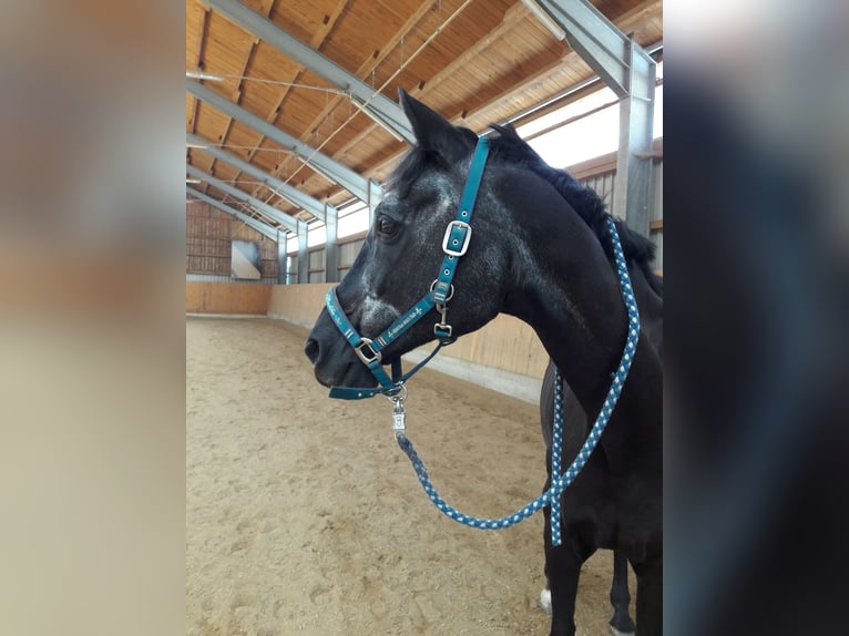 Trakehner Wallach 34 Jahre 174 cm Dunkelbrauner in Olching