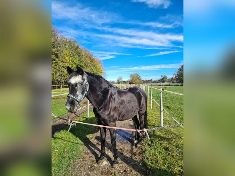 Trakehner Wallach 34 Jahre 174 cm Dunkelbrauner in Olching