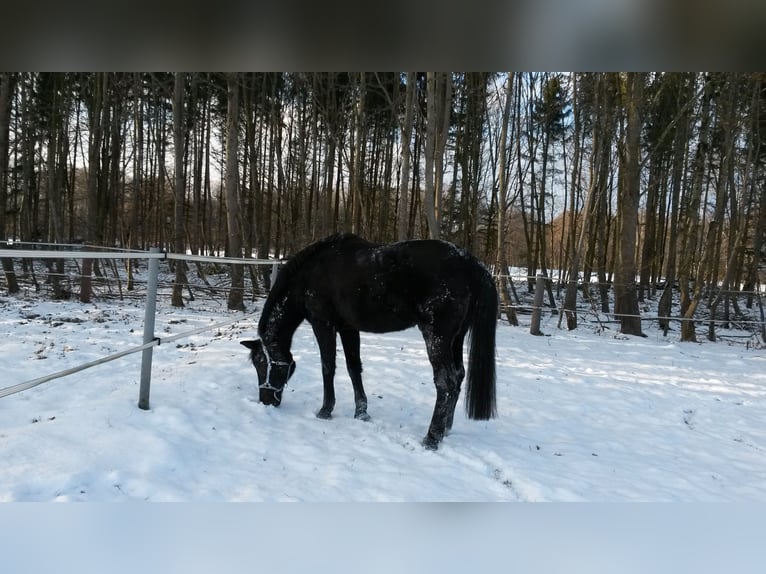 Trakehner Wallach 34 Jahre 174 cm Dunkelbrauner in Olching