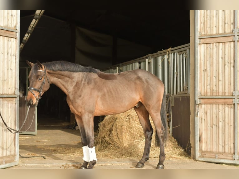Trakehner Wallach 3 Jahre 156 cm Brauner in Geilenkirchen