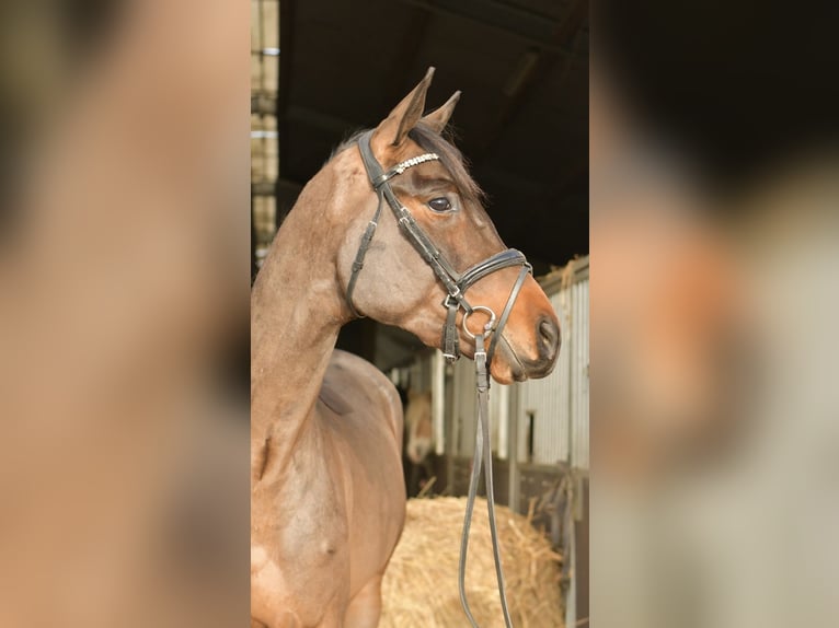 Trakehner Wallach 3 Jahre 156 cm Brauner in Geilenkirchen
