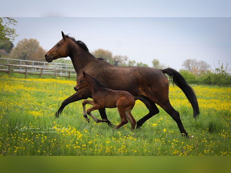 Trakehner Wallach 3 Jahre 159 cm Brauner in Kefenrod