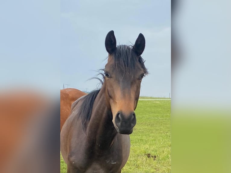 Trakehner Wallach 3 Jahre 159 cm Brauner in Kefenrod