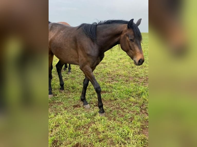 Trakehner Wallach 3 Jahre 159 cm Brauner in Kefenrod