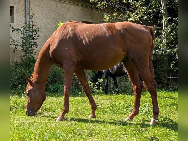 Trakehner Wallach 3 Jahre 160 cm Fuchs in Zittau Trakehner Wallach 3 Jahre 160 cm Fuchs in Zittau